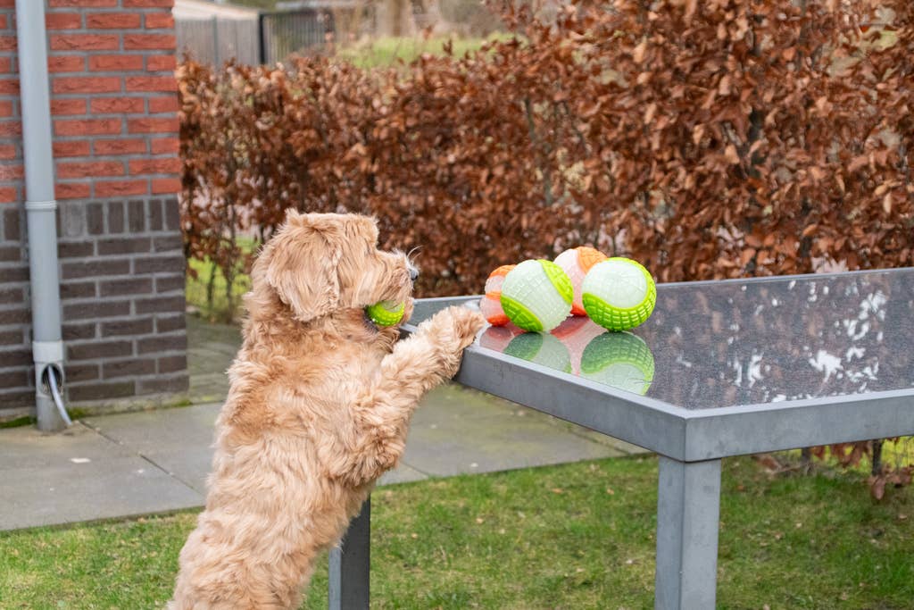 Dog Comets Lune Lumineuse dans le Noir Vert