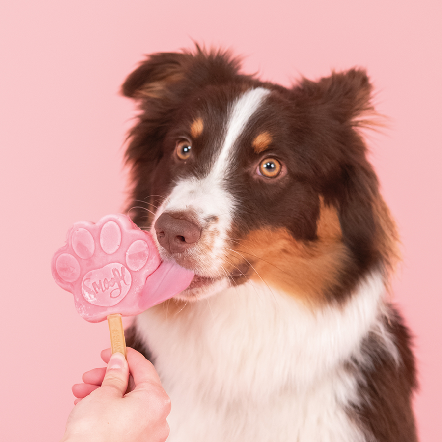 Mélange pastèque pour glace à chien