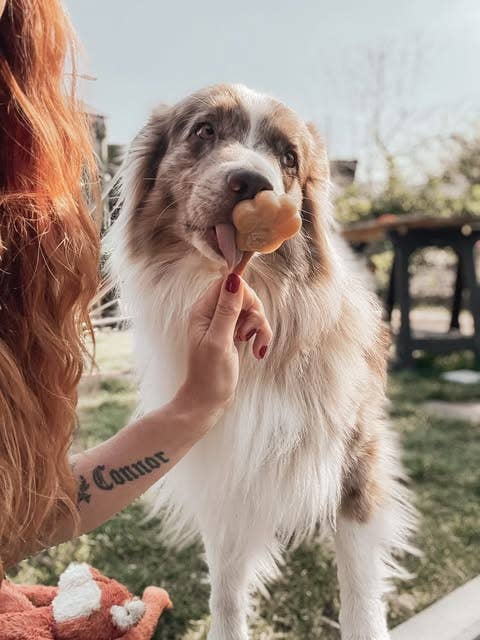 Mélange beurre de cacahuète pour glaces pour chiens