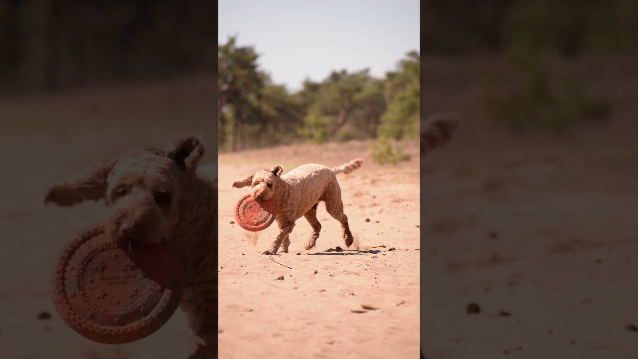 Chien Comètes OVNI Anneau Orange