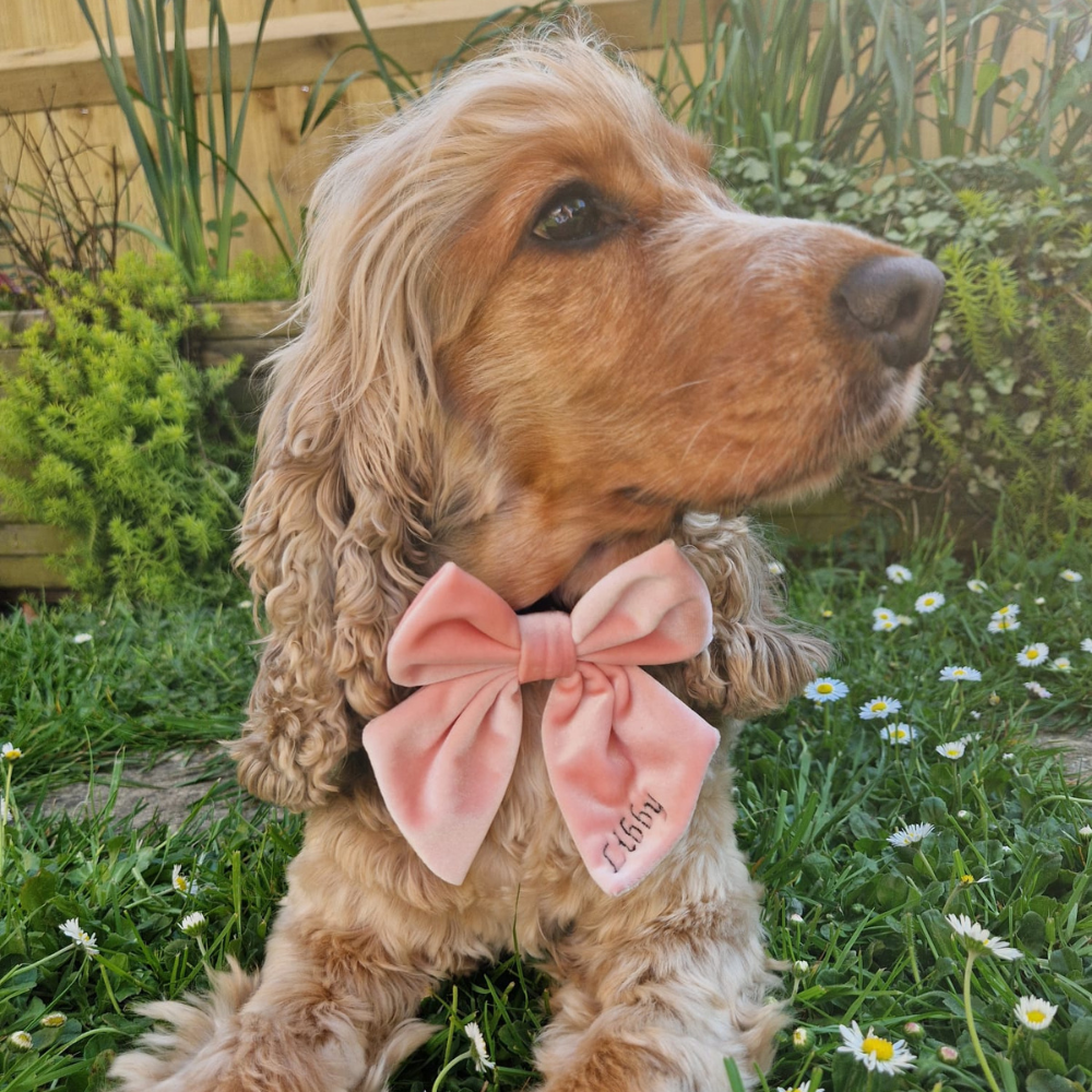 Nœud papillon marin en velours de luxe - Rose bébé