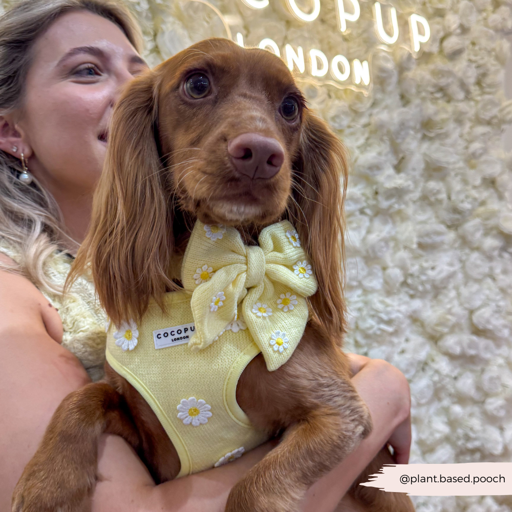 Nœud Papillon Marin Bouton-d'Or Chiot