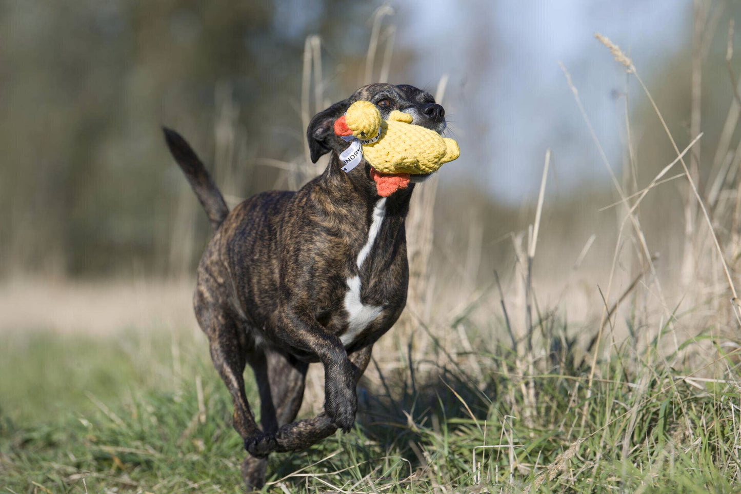 Canard en corde