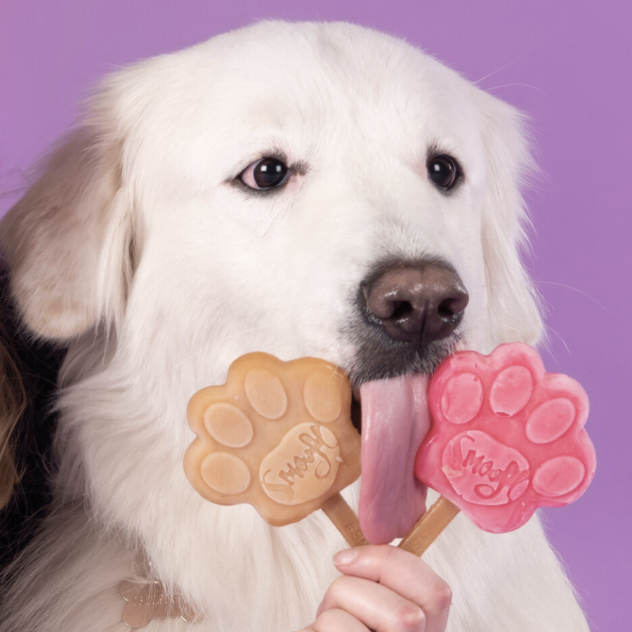 Kit de démarrage moyen pour glace à chien