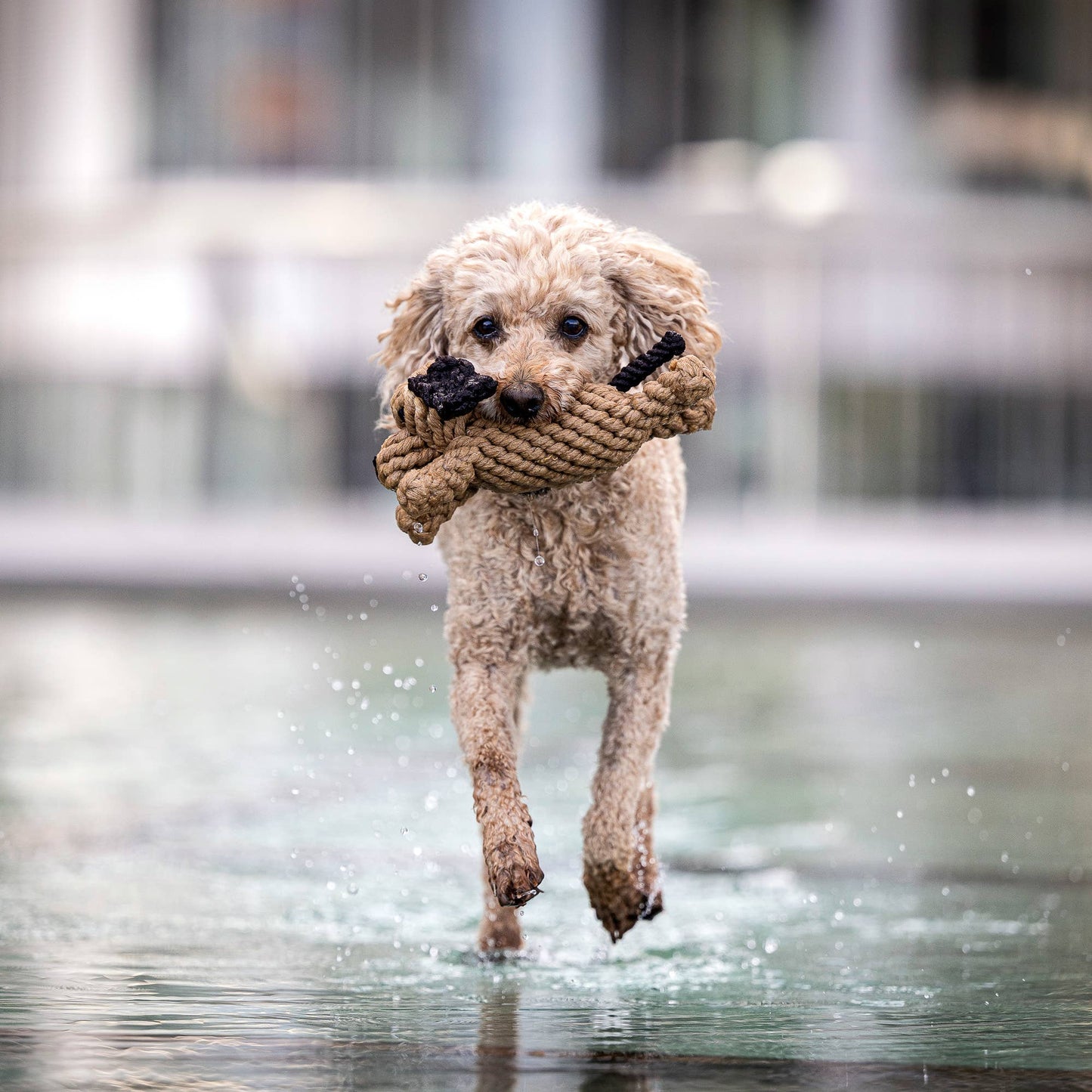 Chien en corde