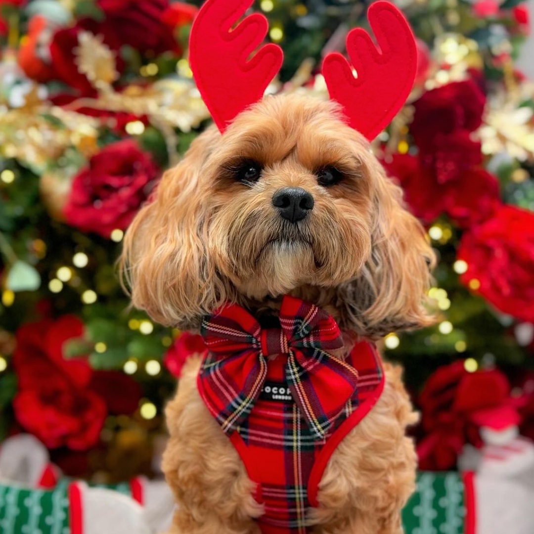 Nœud papillon Tartan Sailor