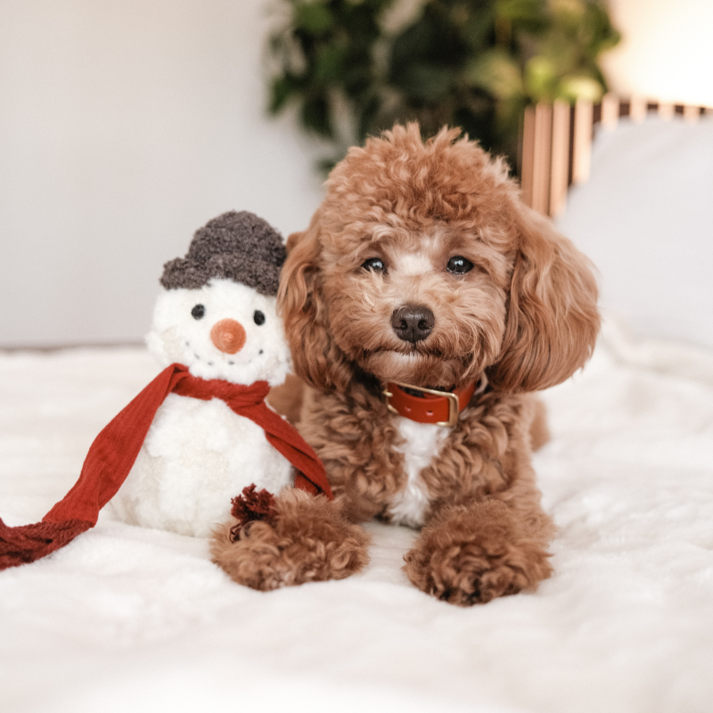 BONHOMME DE NEIGE