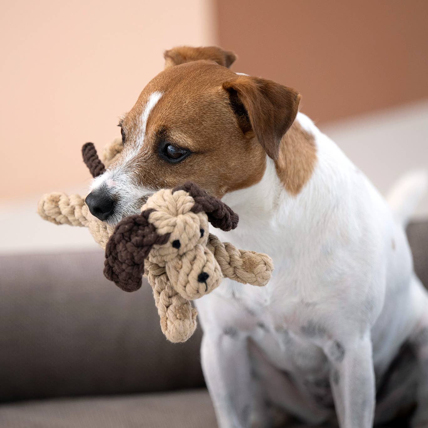 Chien en corde