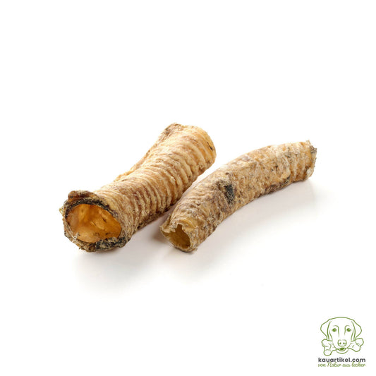 Trachée de chameau séchée pour chien, courte