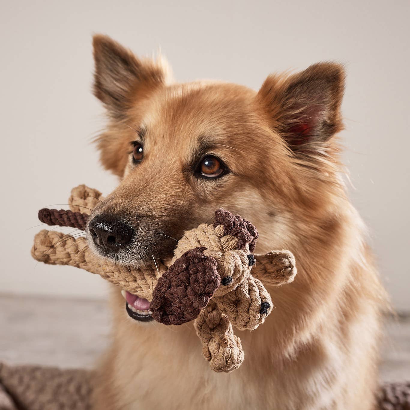 Chien en corde