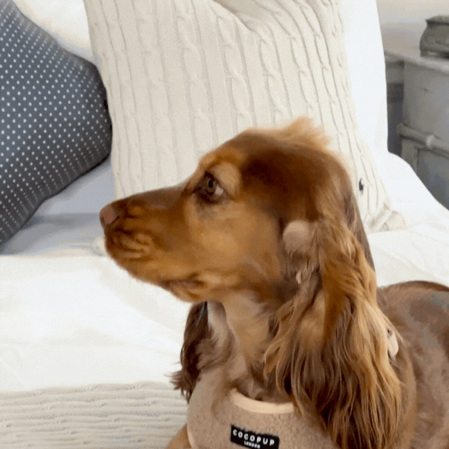Jouet en os Teddy Rupert