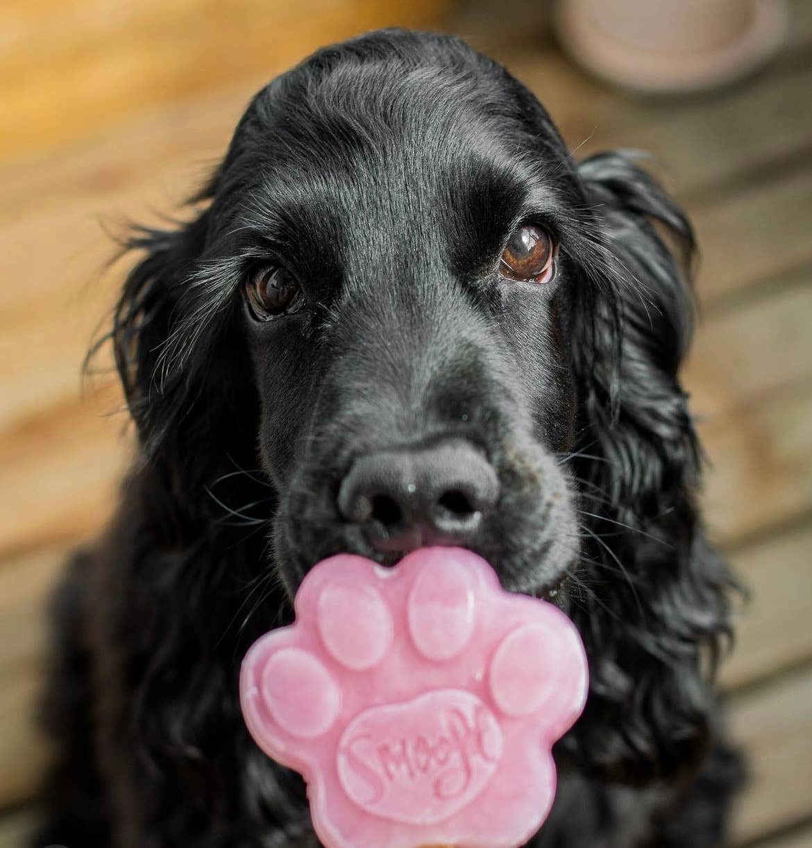 Mélange fraise pour glace à chien