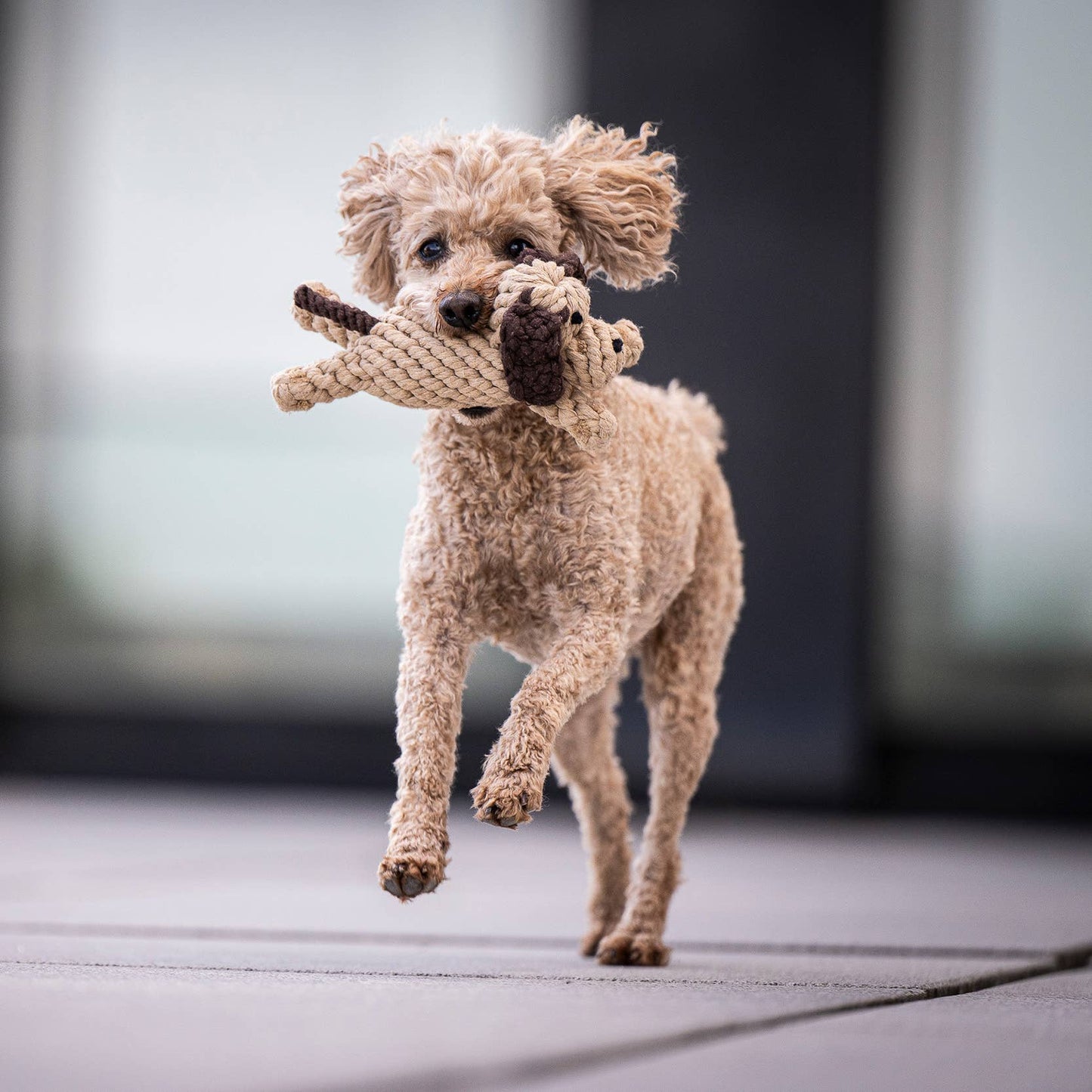 Chien en corde
