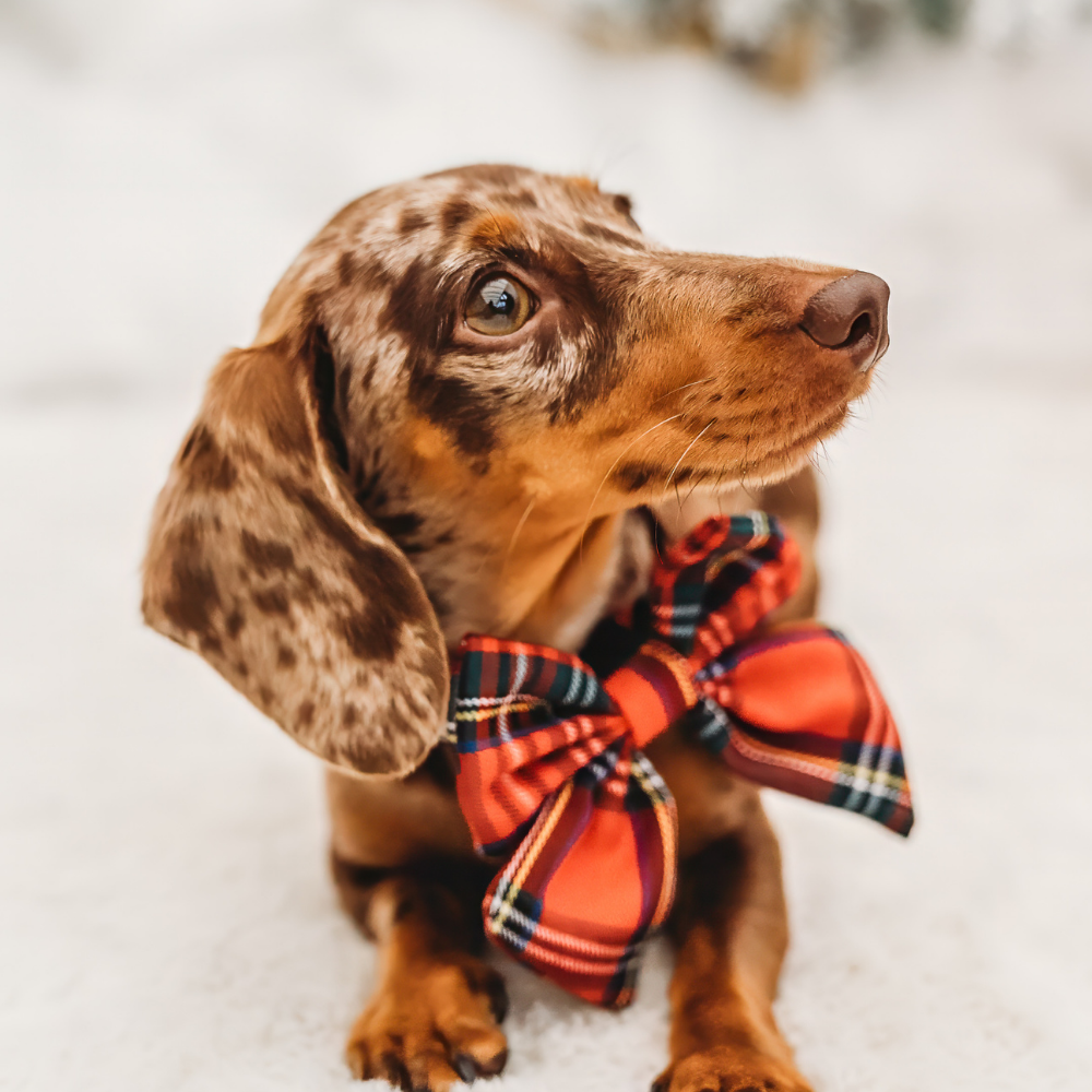 Nœud papillon Tartan Sailor