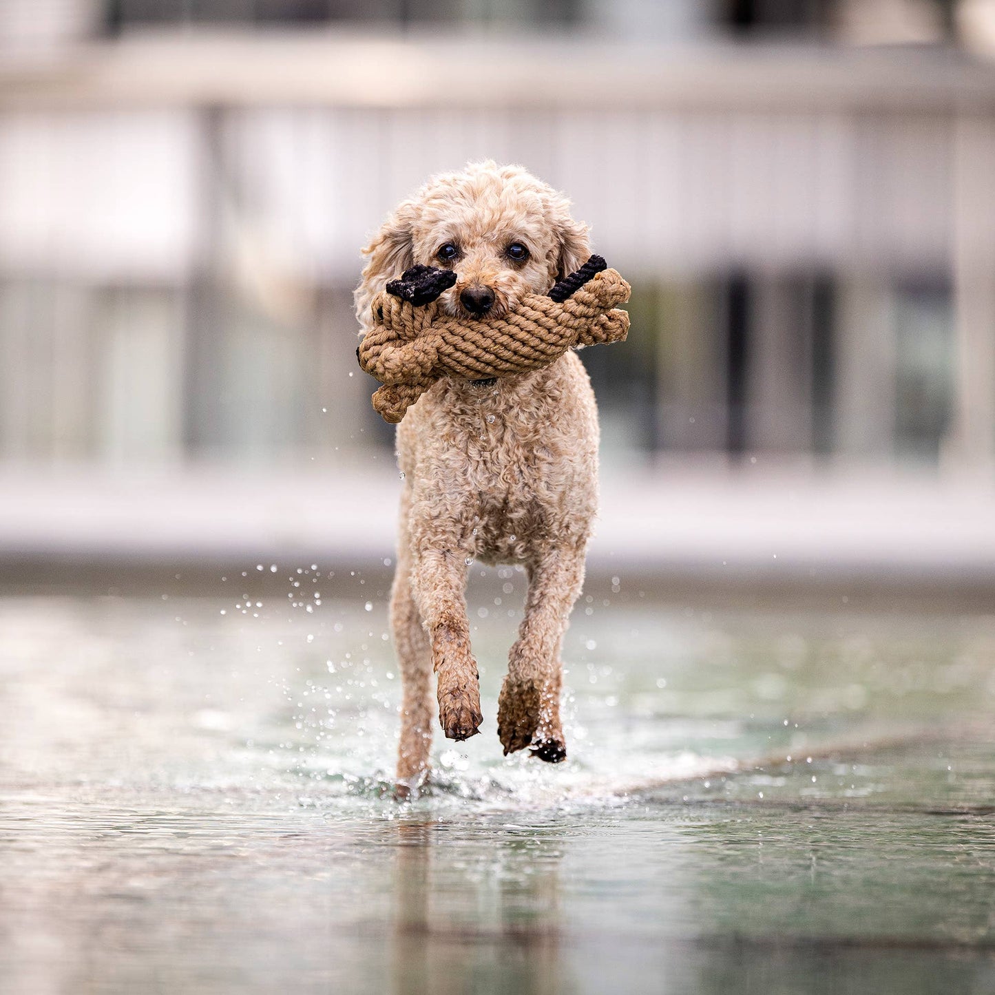 Chien en corde