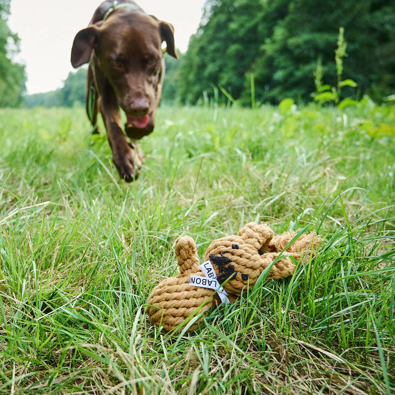 Lapin en corde