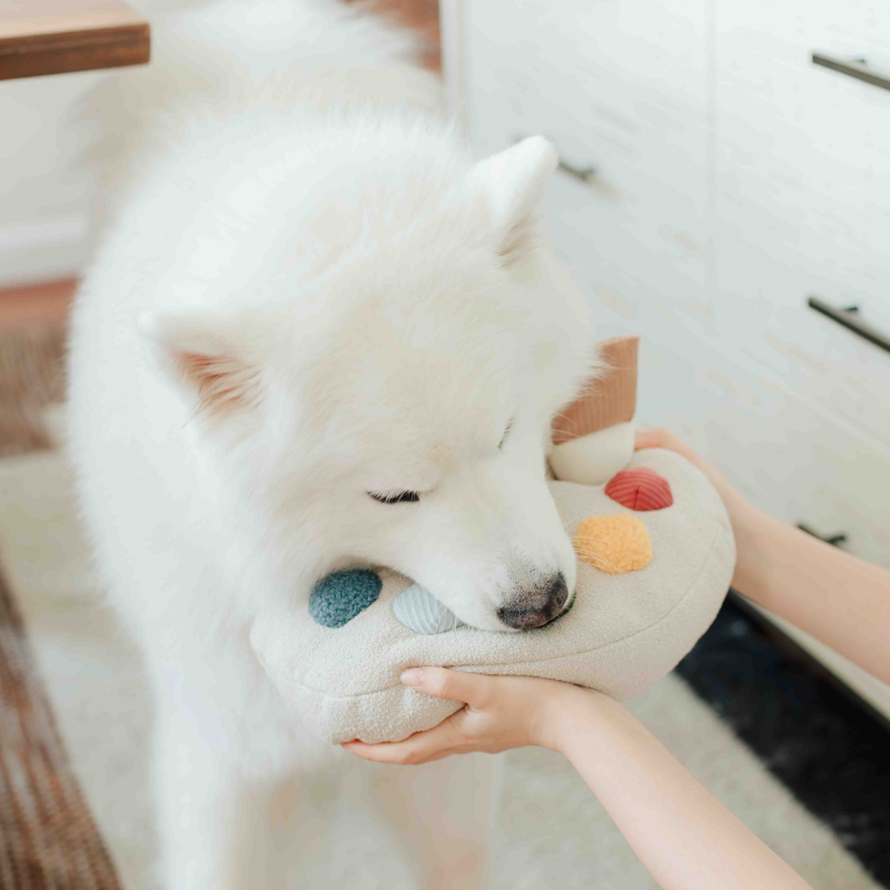 Ensemble Palette de Couleurs – Jouet d’enrichissement pour chien