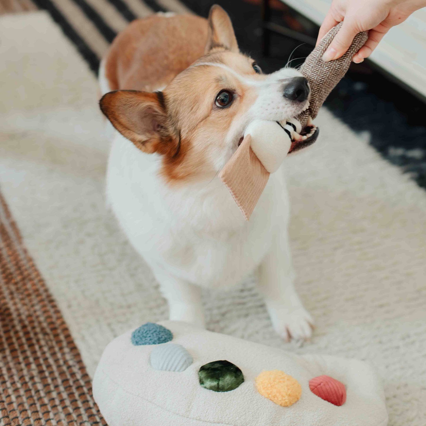 Ensemble Palette de Couleurs – Jouet d’enrichissement pour chien