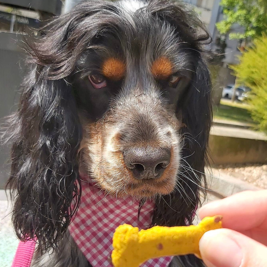 Sintra Bliss - Friandises naturelles pour chiens aux superaliments