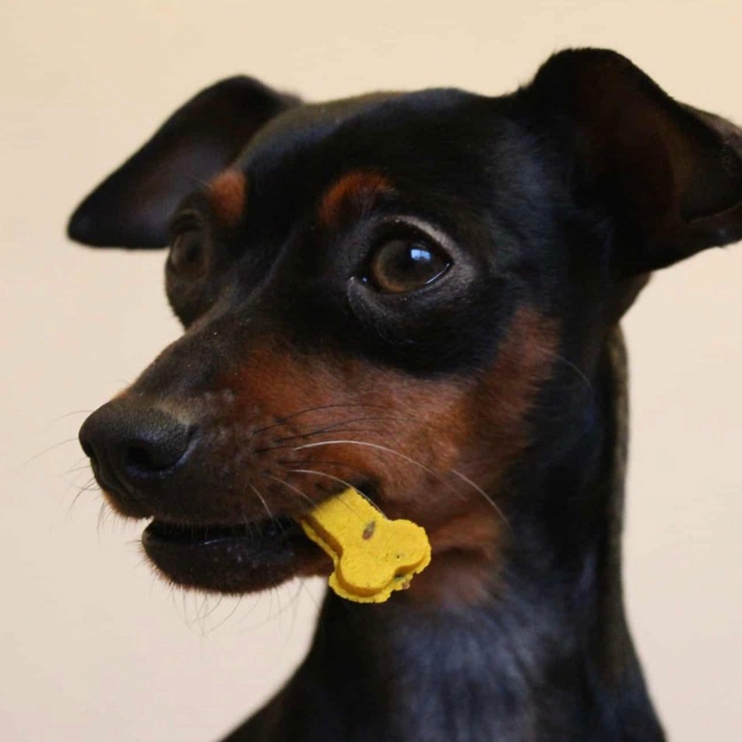 Sintra Bliss - Friandises naturelles pour chiens aux superaliments