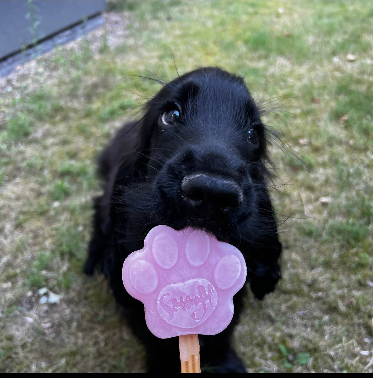 Mélange fraise pour glace à chien