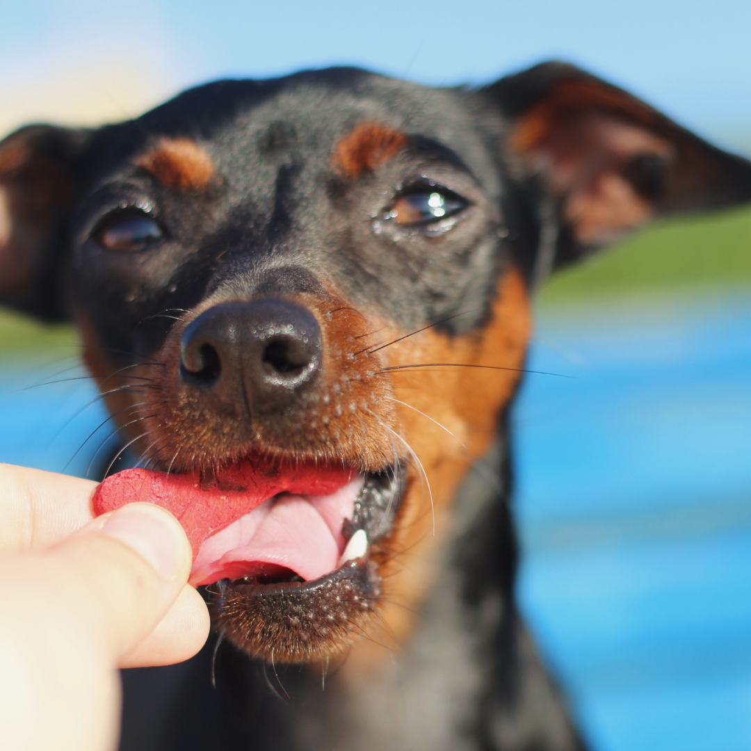 Lisboa Beet - Friandises Naturelles pour Chiens avec Superaliments