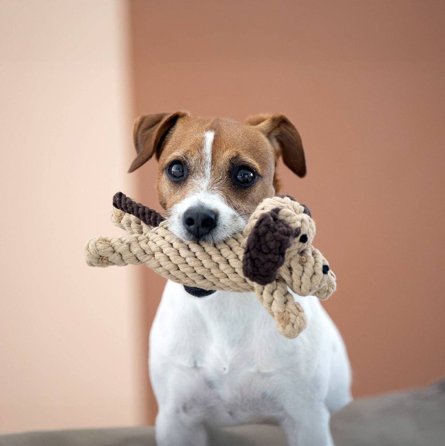Chien en corde