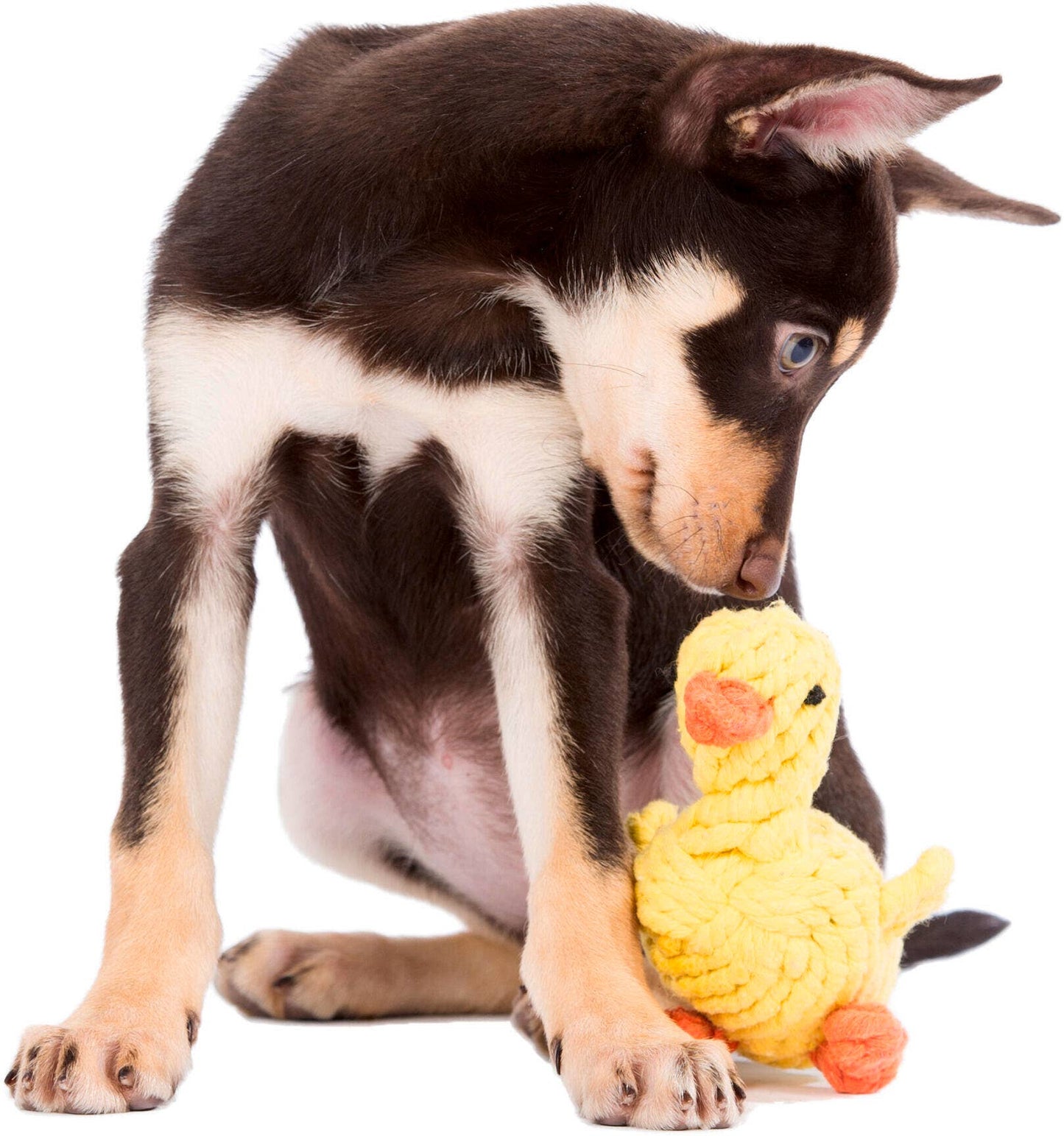 Canard en corde